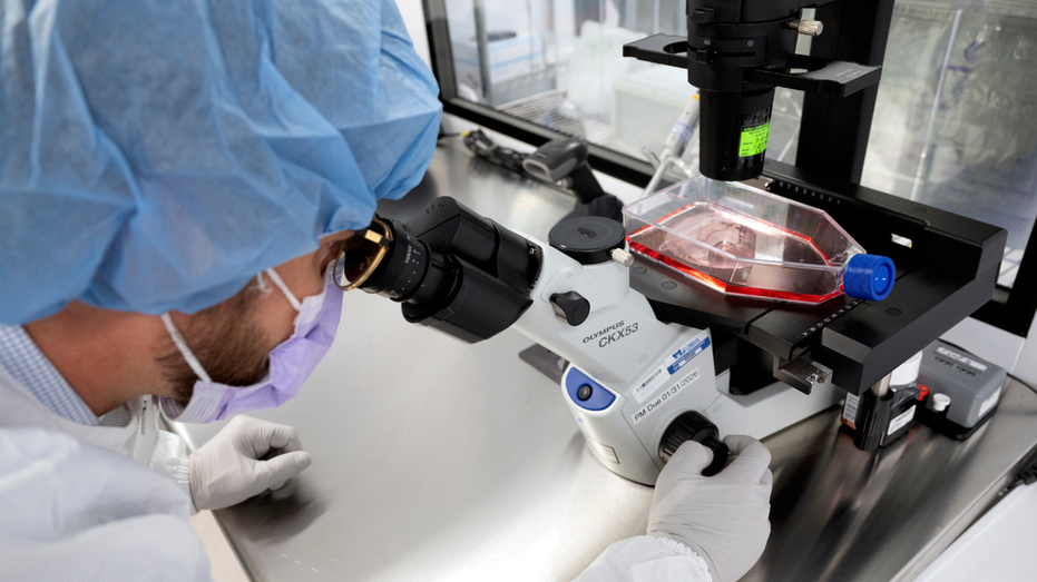 New cancer tech sends chemo straight to tumors Accountant Find